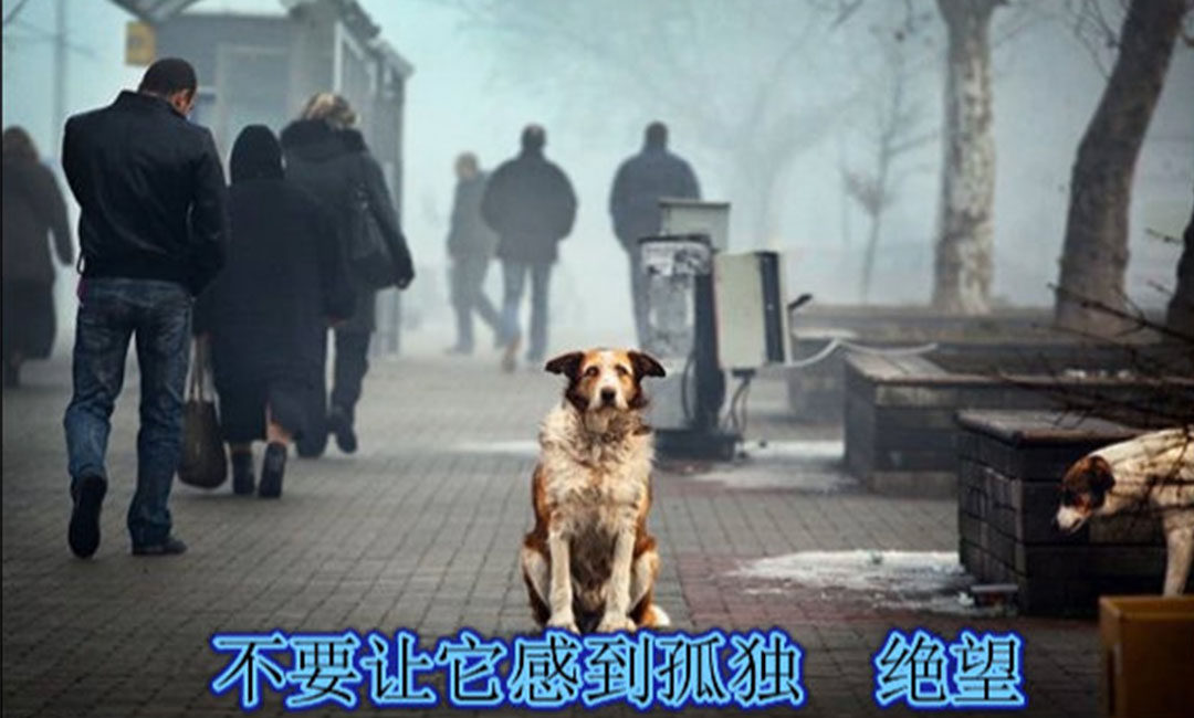 黑龙江黑龙江爱影圈微博微信转发案例